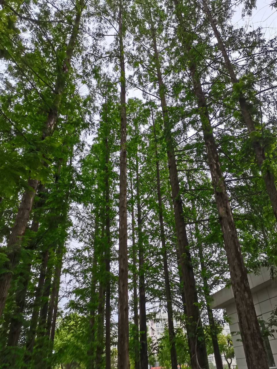 All Saints Day Kite Festival