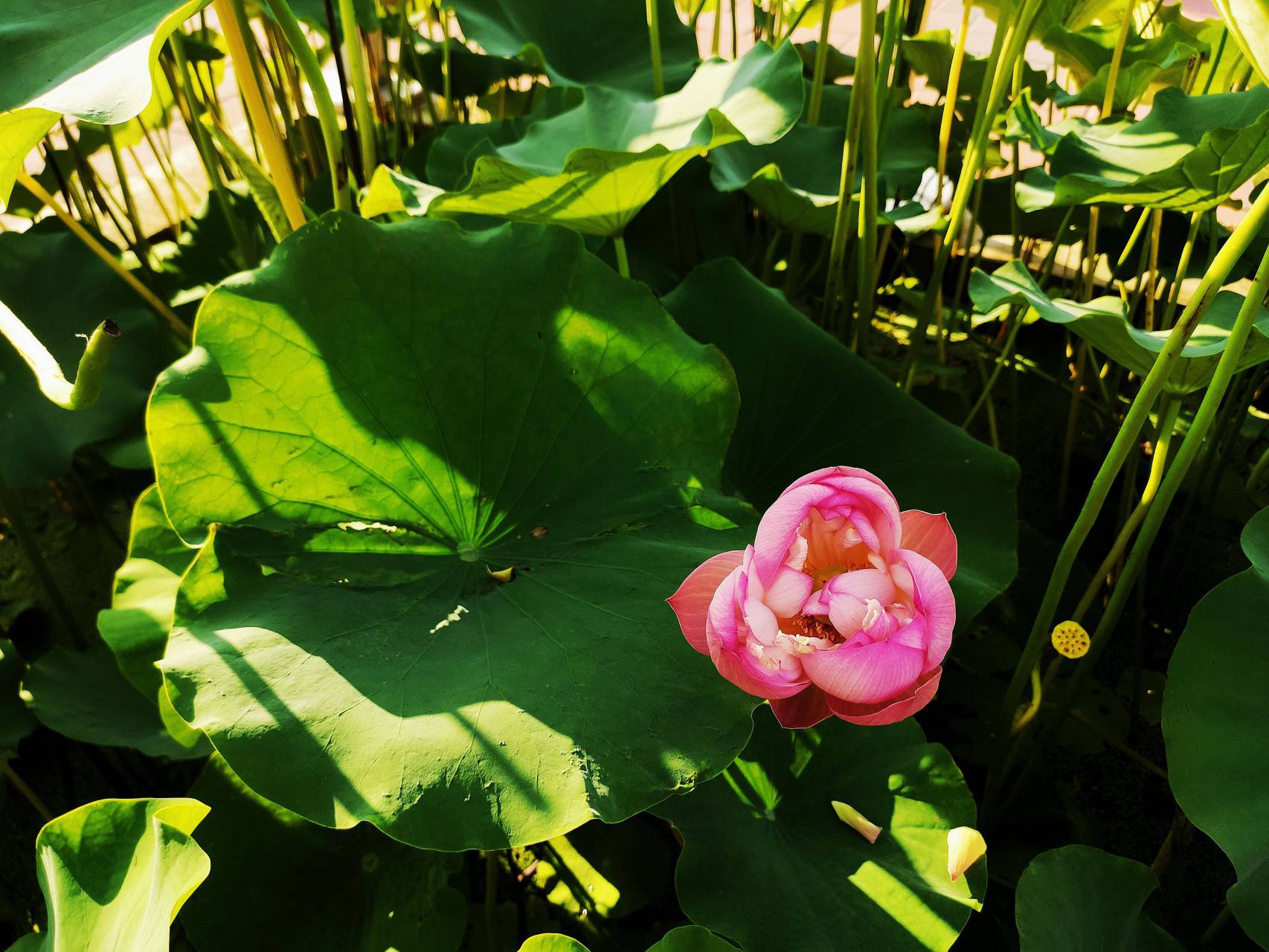 Rainbow over Belgium