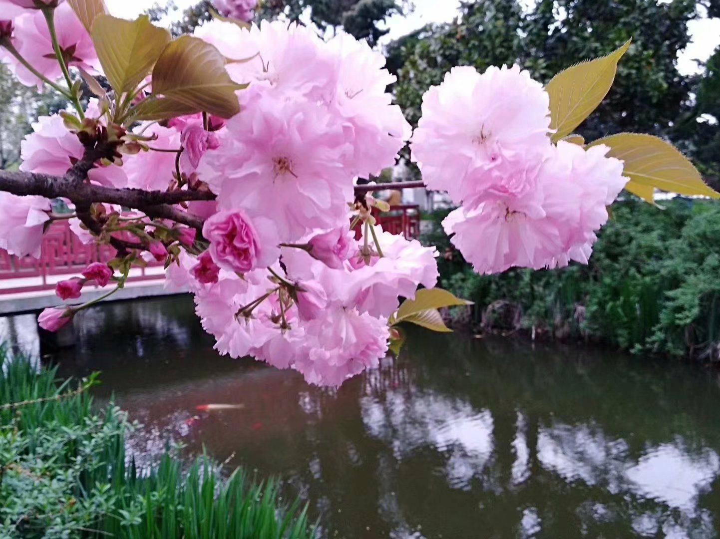 Cinta Costera, Panama City