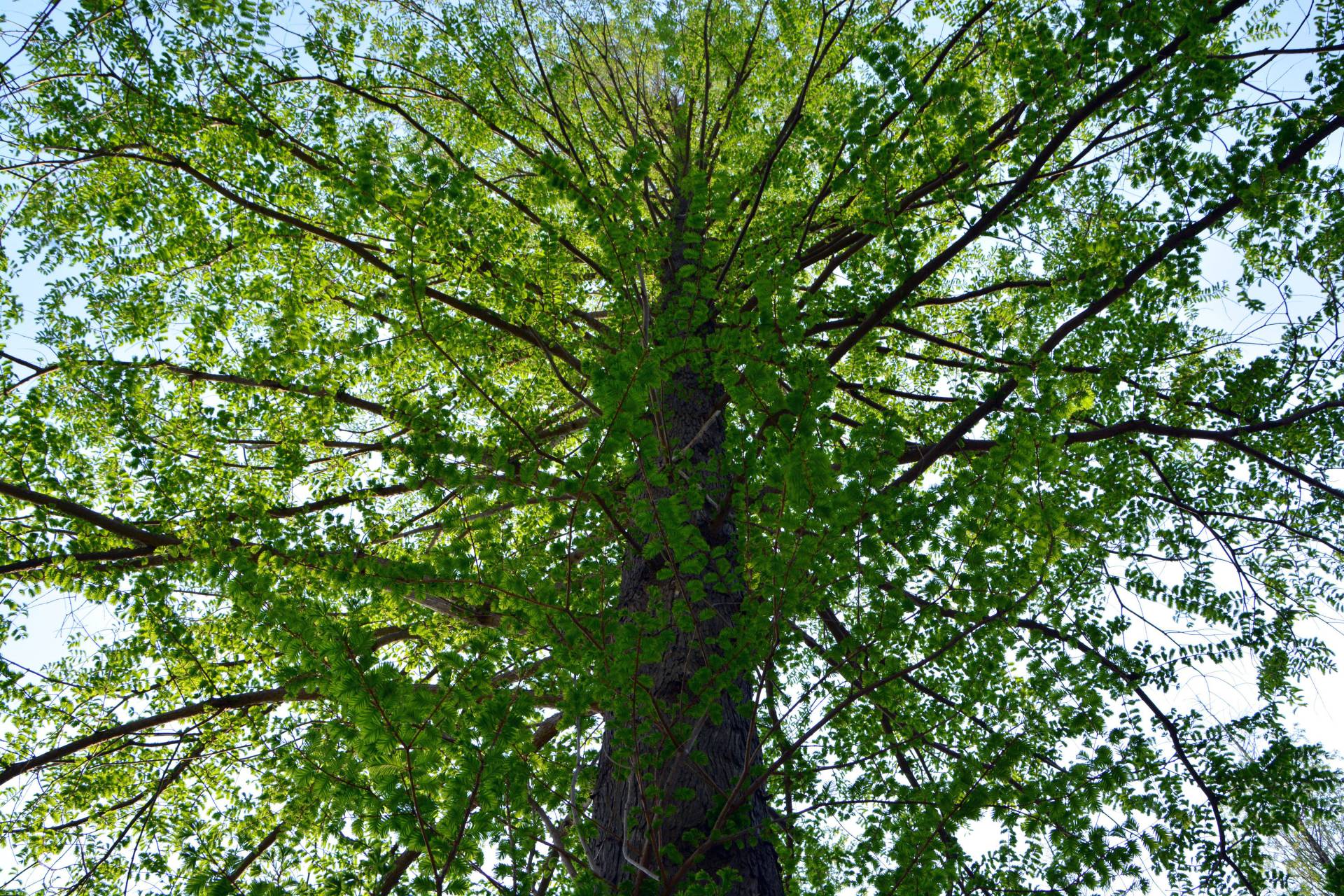 The plants that never die